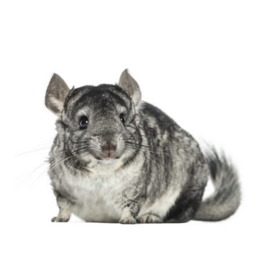 Chinchilla