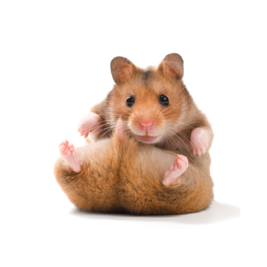 Hamster