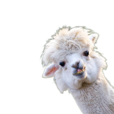 Lama