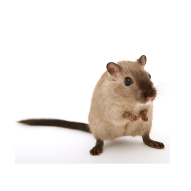 Mus, rotte  og gerbil