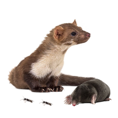 Skadedyrsbekæmpelse