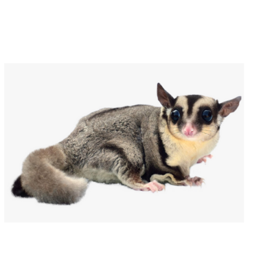 Sugarglider