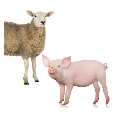 Svin, Kvæg, Får, Ged & Lama