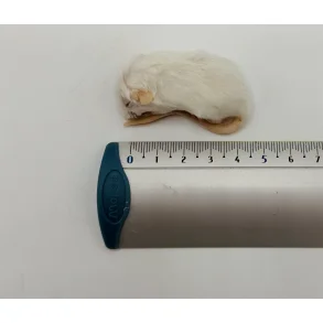 Mouse Crawler 6-10g