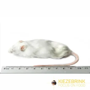 Jumbo mouse >30g
