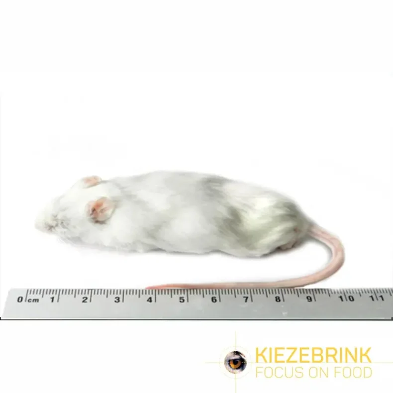 Jumbo mouse >30g