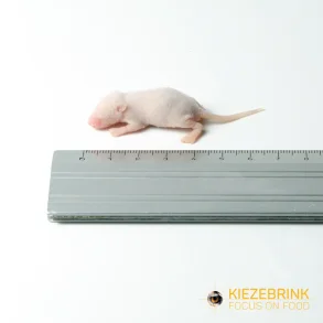 Mouse Babypinks XXL 3-4g