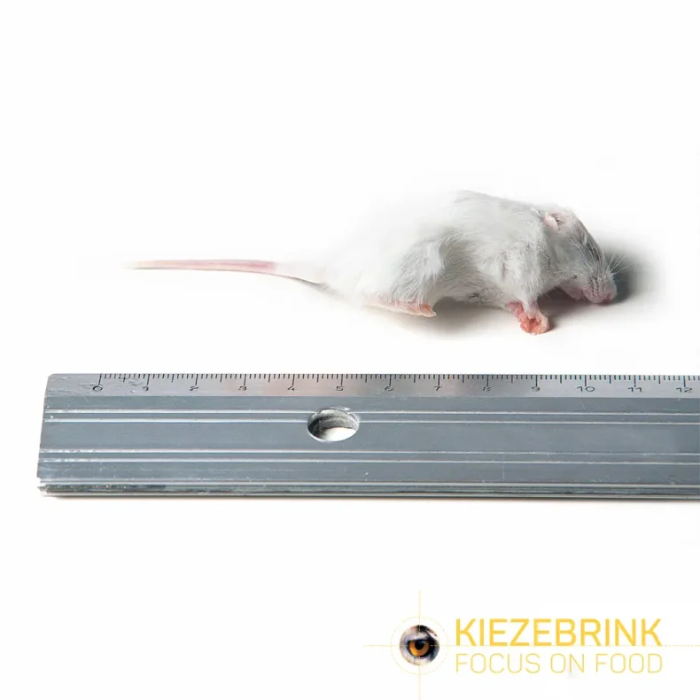 Small mouse 8-15g