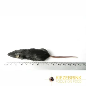 Regular mouse 15-22g