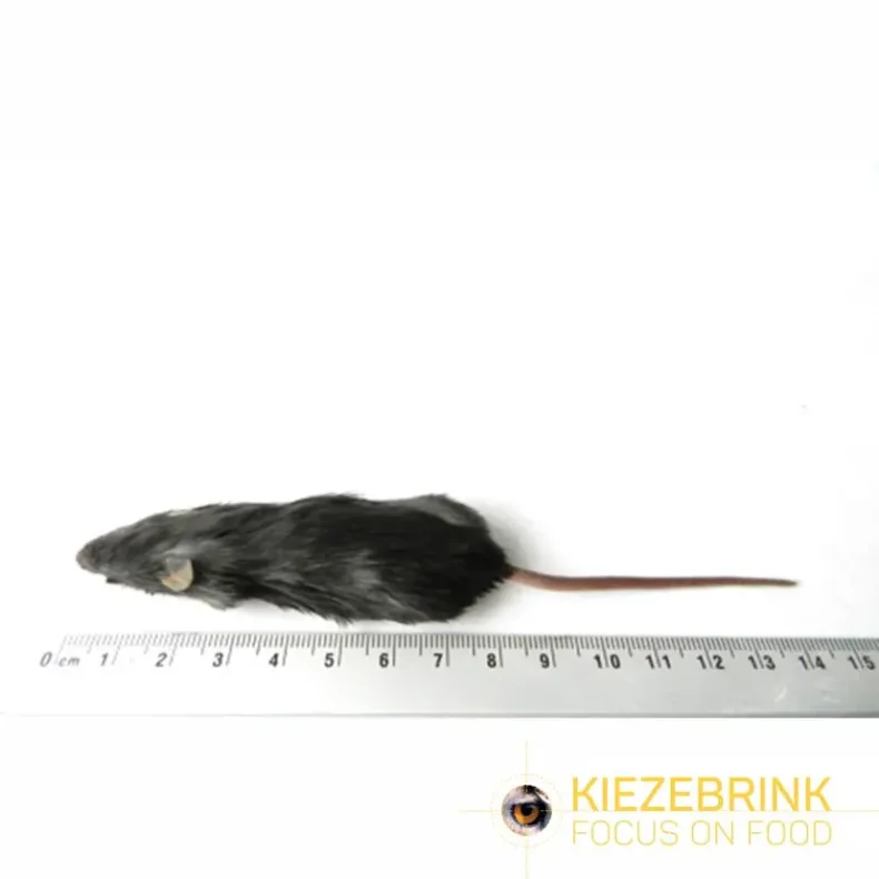 Regular mouse 15-22g