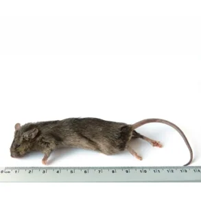 Large mouse 23-30g