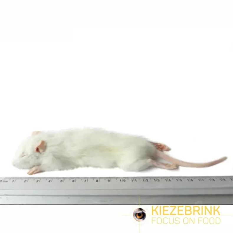 Small weaner rat 25-60g