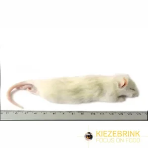 Large weaner rat 60-90g