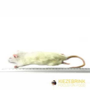 Small rats 90-150g 