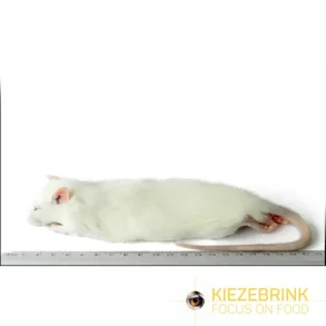 Regular rats 150-250g