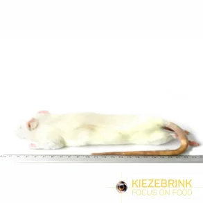 Large rats 250-350g
