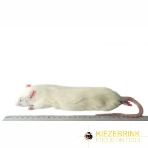 Jumbo rats >350g