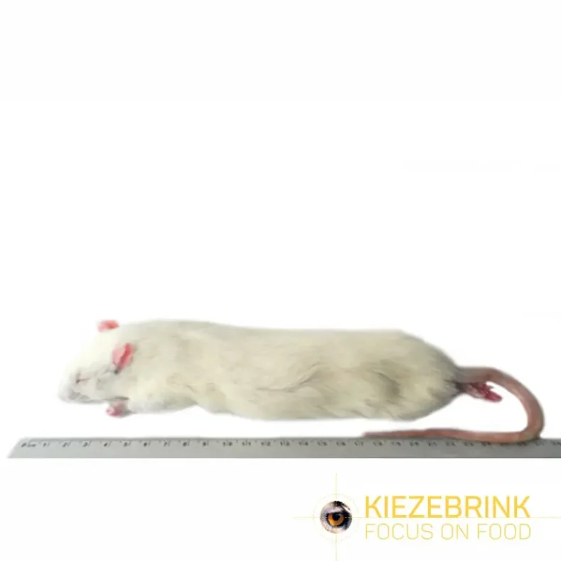 Jumbo rats >350g