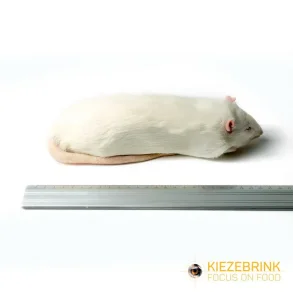 XL Jumbo rats >450g