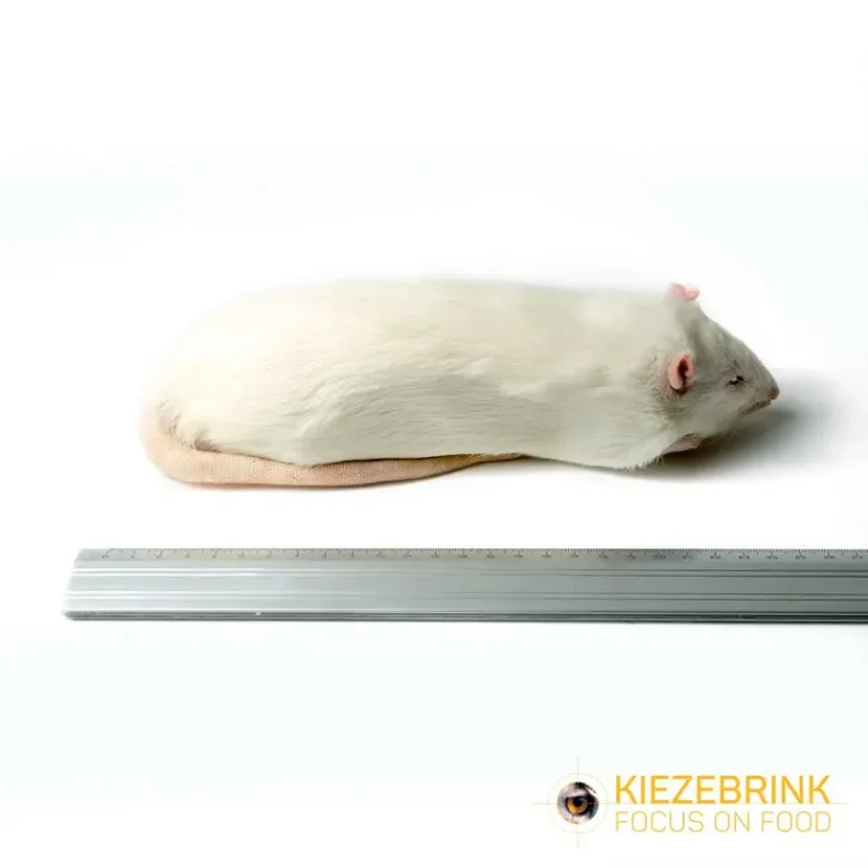 XL Jumbo rats >450g