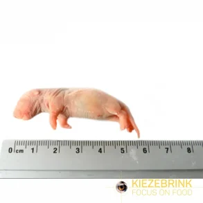 Baby rats 5-14g
