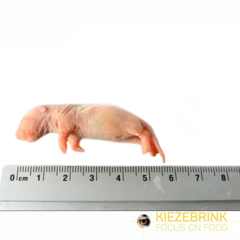 Baby rats 5-14g