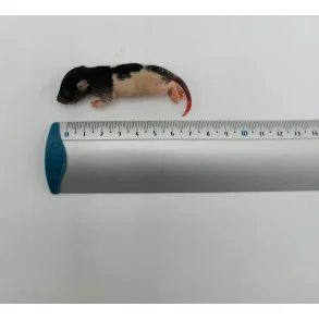 Fuzzy rats 15-25g