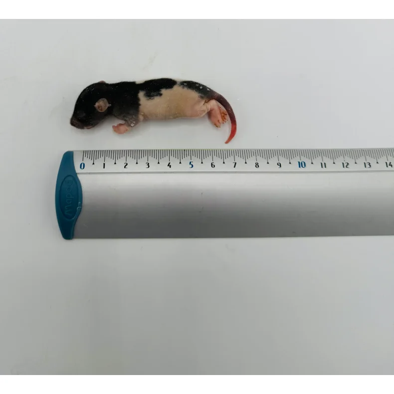 Fuzzy rats 15-25g