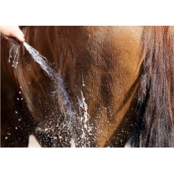 Nathalie All Brown Shampoo