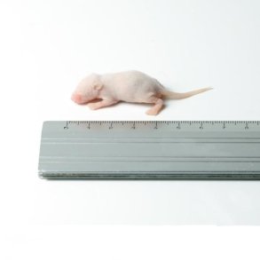 Mus Specky 3-4 Gram.