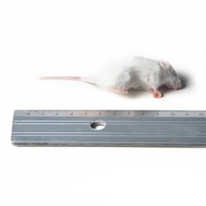 Mus Springer  8-15 Gram.