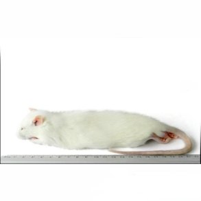 Rotter 150-250 Gram.