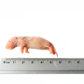 Rotter Pinky 5-12 Gram.