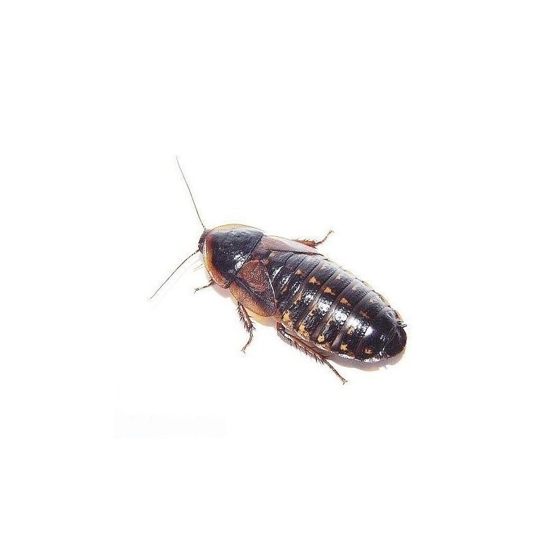 Argentinsk Kakerlakker