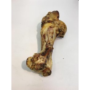 Gigant Okseben ca. 30 cm. 1 stk.