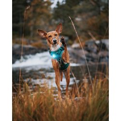 Orbiloc Dog Dual Turkis