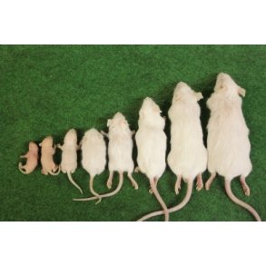 Rotter 15-25 Gram. Fuzzy